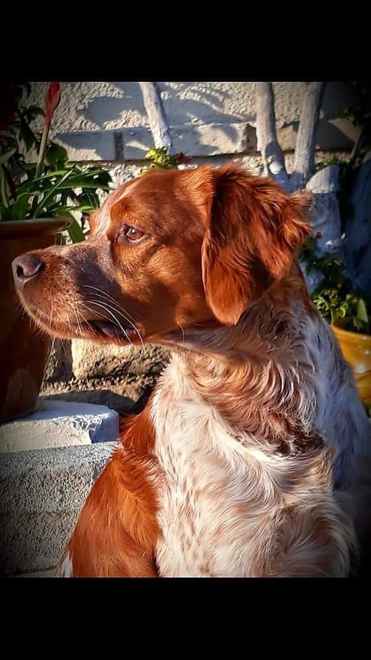 Disponible pour saillie 